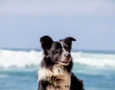 selective focus photo of white and black dog on beach